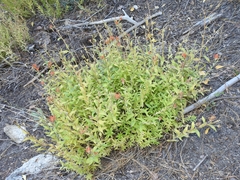 Castilleja miniata oblongifolia