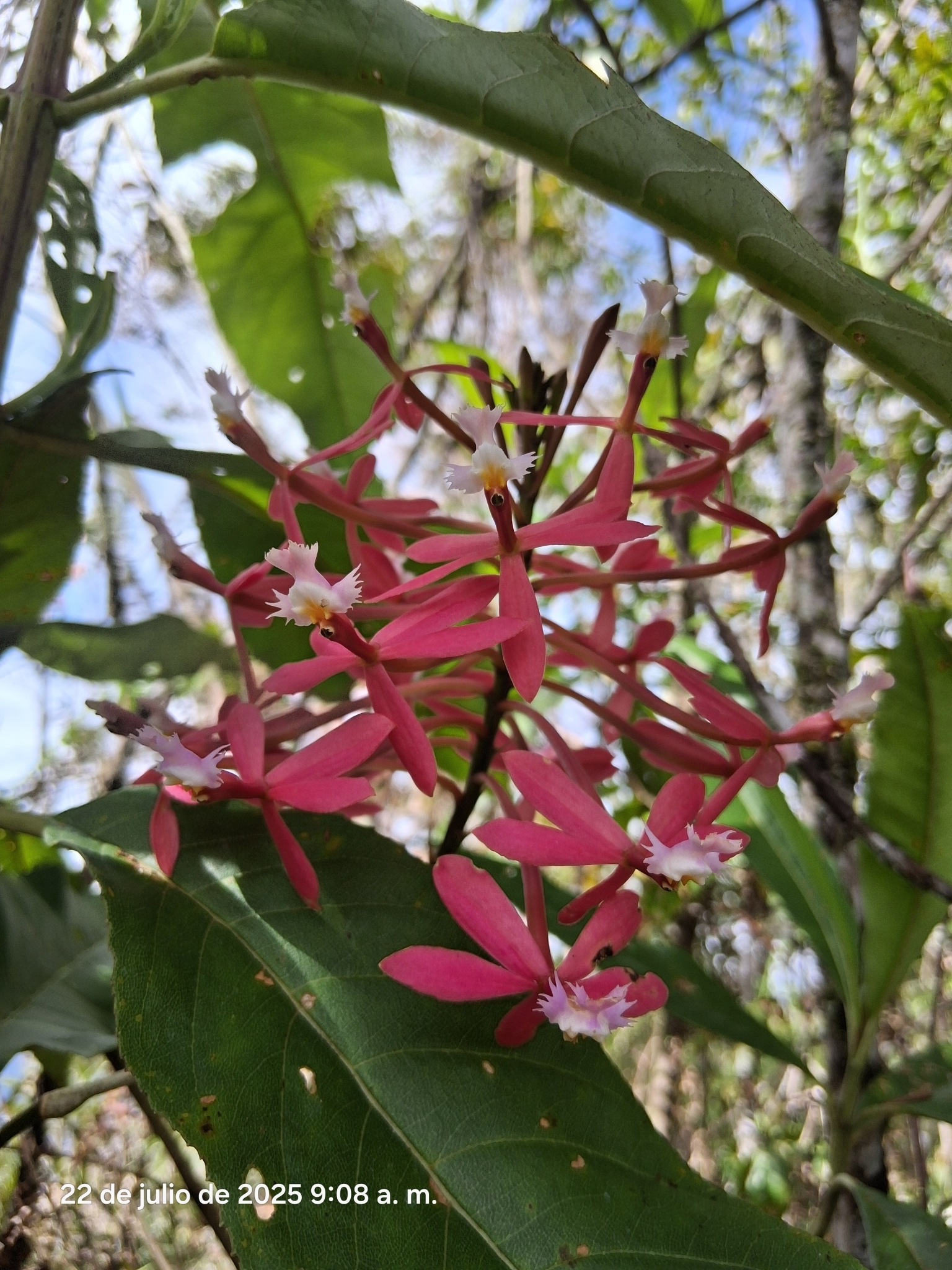 Epidendrum flabellilobatum Hágsater & Medina Tr. 2