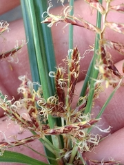 Cyperus