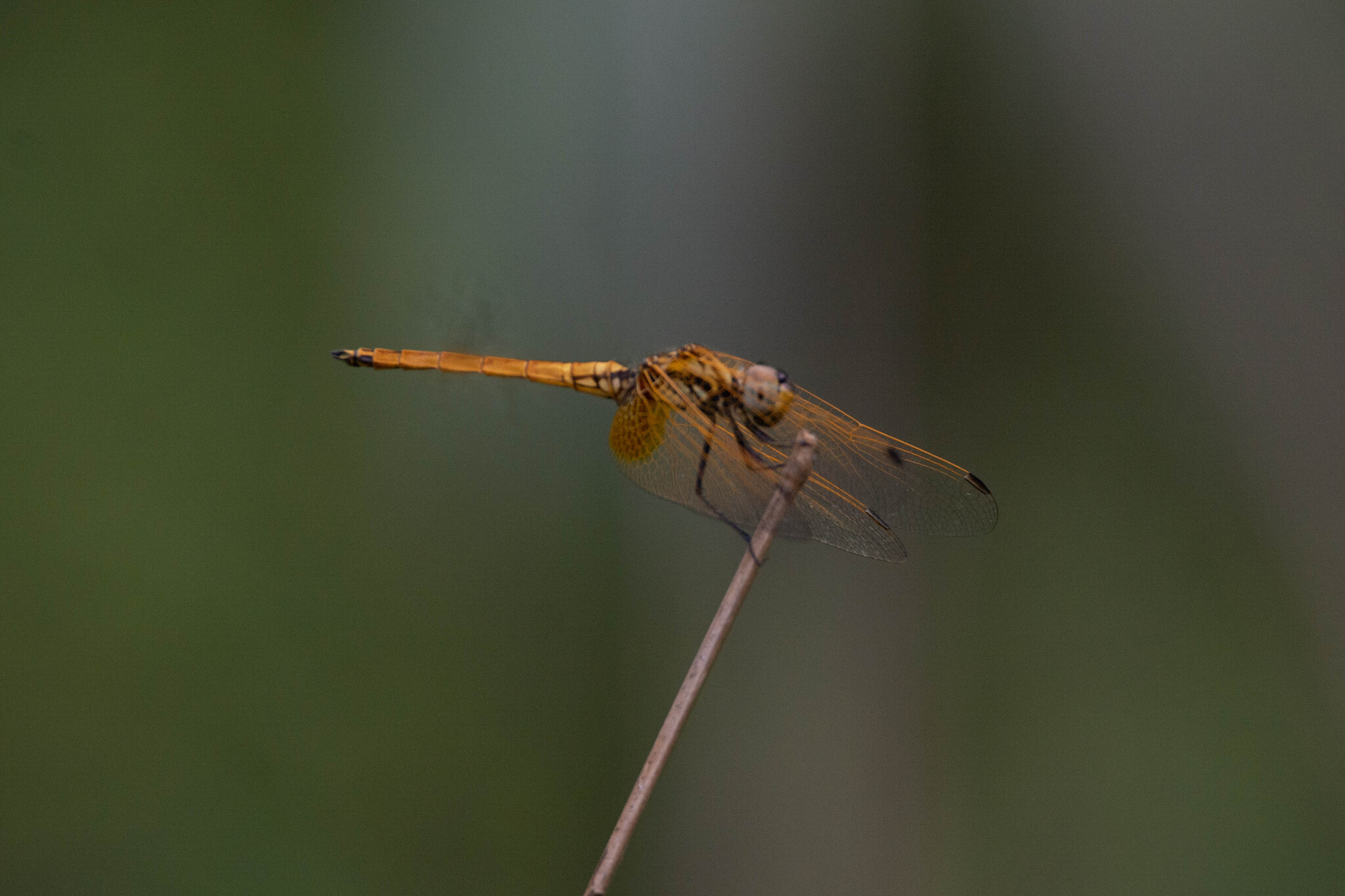 Crimson Marsh Glider