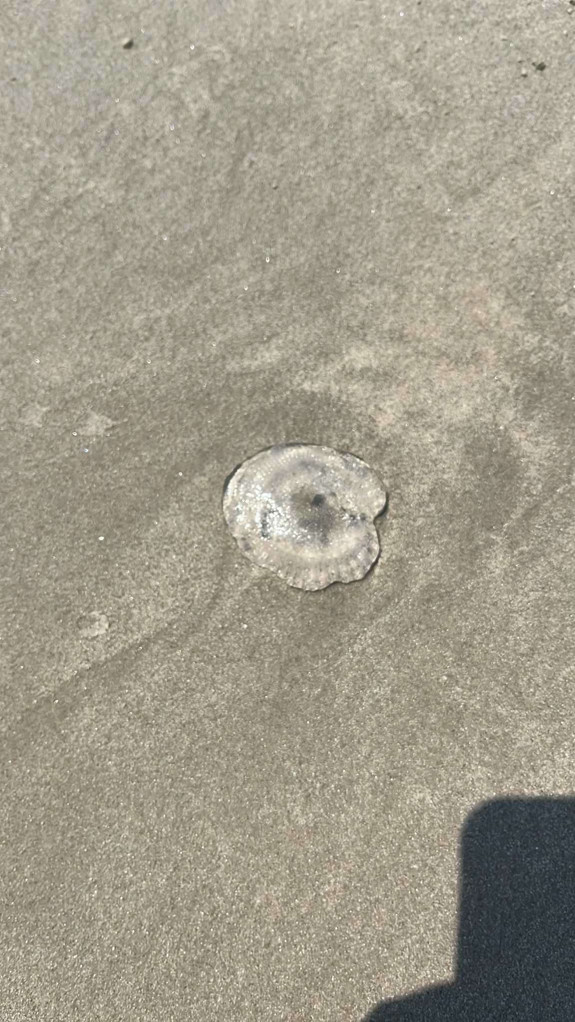 Rhacostoma atlanticum L.Agassiz, 1851
