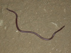 Rena humilis humilis