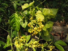 Callaeum malpighioides