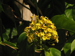 Callaeum malpighioides