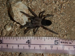 Aphonopelma steindachneri