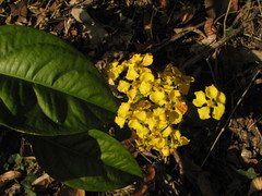 Callaeum malpighioides