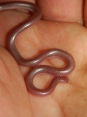 Rena humilis humilis