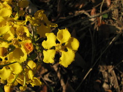 Callaeum malpighioides