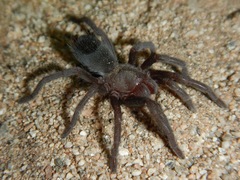 Aphonopelma steindachneri