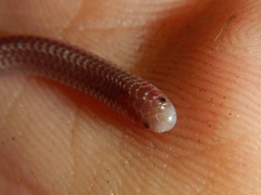 Rena humilis humilis