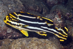 Oriental Sweetlips