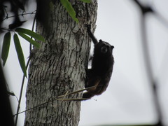 Saguinus weddelli weddelli