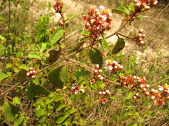 Heteropterys brachiata