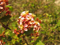 Heteropterys brachiata