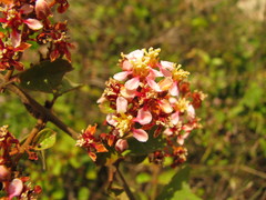 Heteropterys brachiata