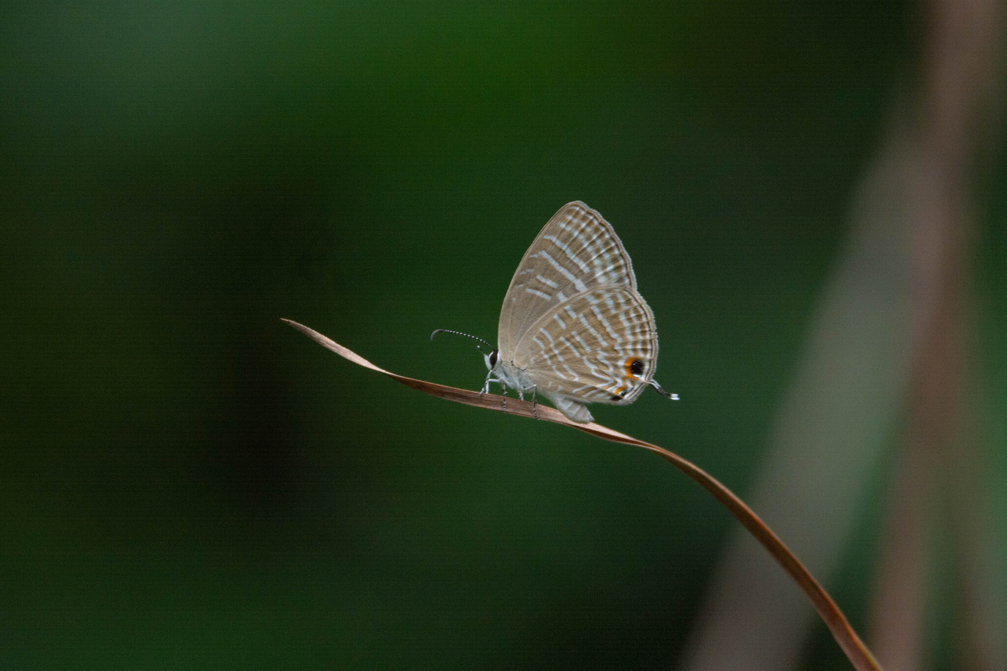 Common Cerulean