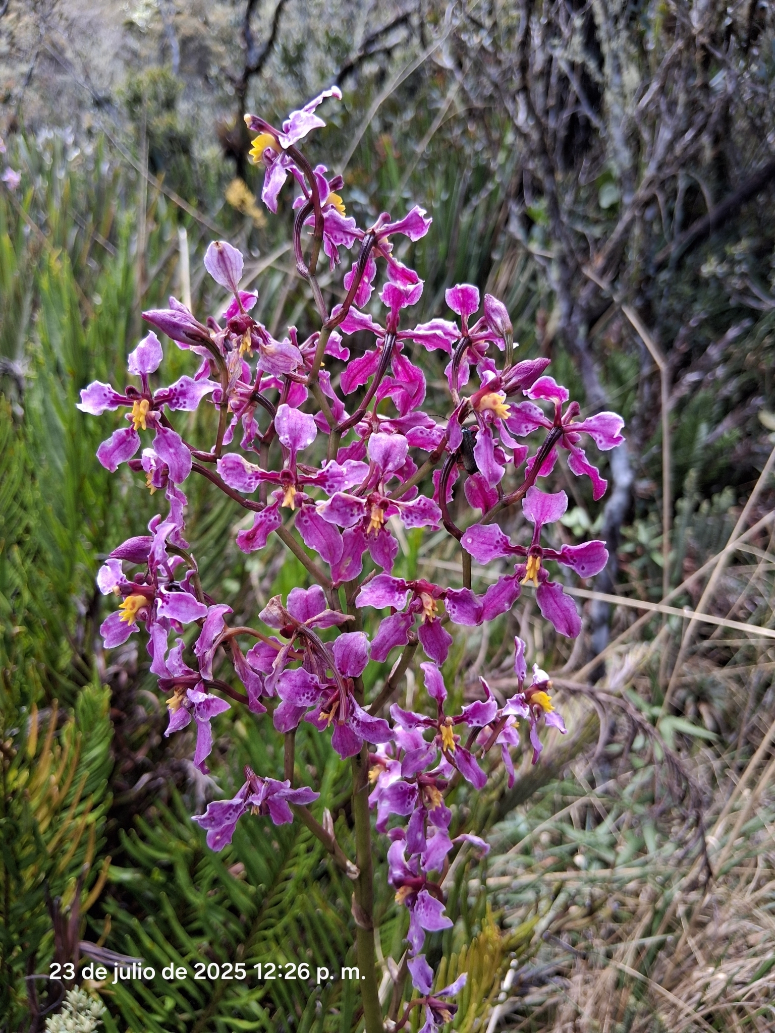 Cyrtochilum ioplocon (Rchb.f.) Dalström 4