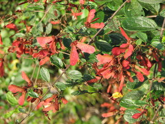 Heteropterys brachiata