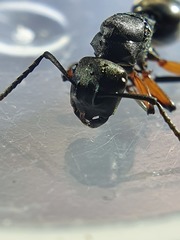 Polyrhachis femorata