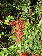 Heteropterys brachiata