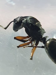 Polyrhachis femorata