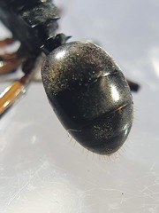 Polyrhachis femorata