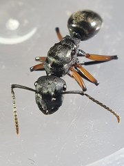 Polyrhachis femorata