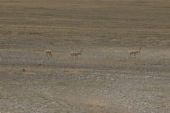 Pantholops hodgsonii