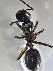 Polyrhachis femorata