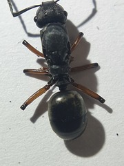 Polyrhachis femorata