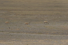 Pantholops hodgsonii