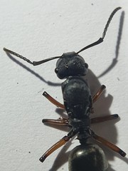 Polyrhachis femorata