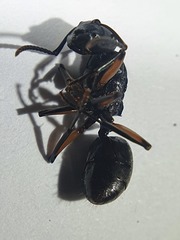Polyrhachis femorata