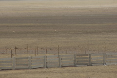 Pantholops hodgsonii