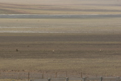 Pantholops hodgsonii