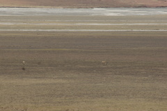 Pantholops hodgsonii