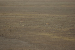 Pantholops hodgsonii