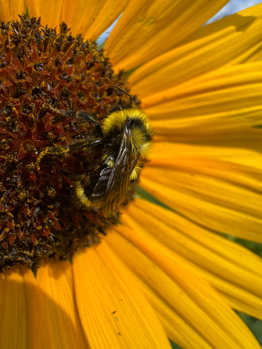 Two-form Bumble Bee Complex photo 6