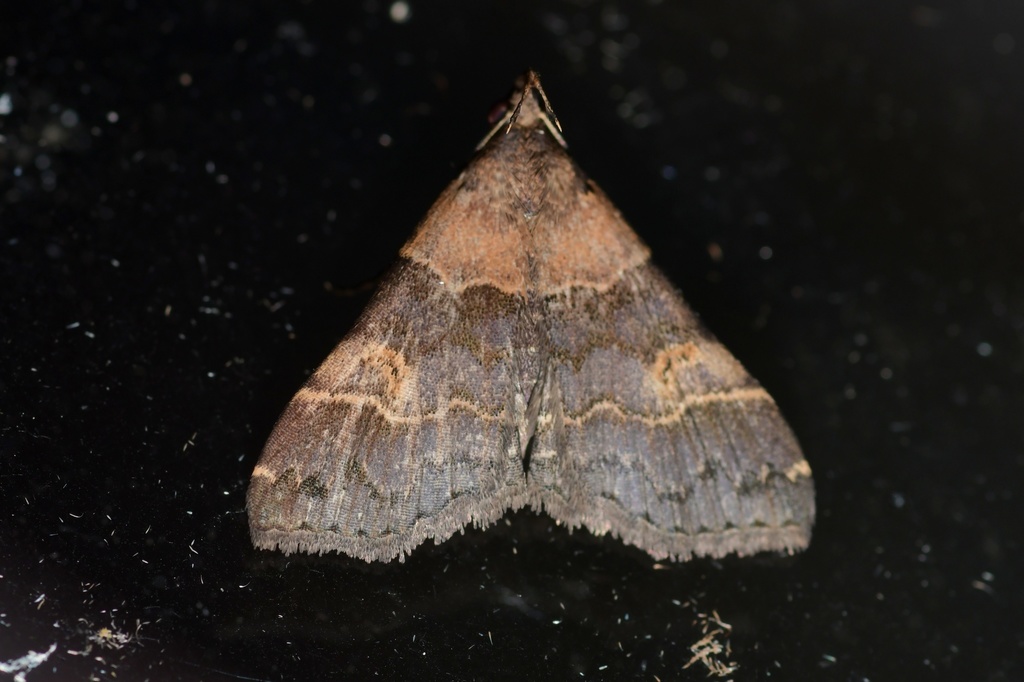 Mastixis tessellata