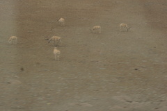 Pantholops hodgsonii