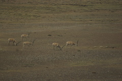 Pantholops hodgsonii