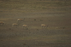 Pantholops hodgsonii