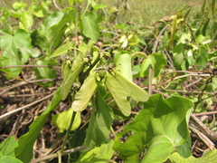 Stigmaphyllon lindenianum