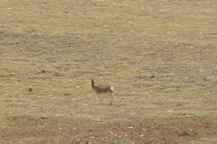 Pantholops hodgsonii