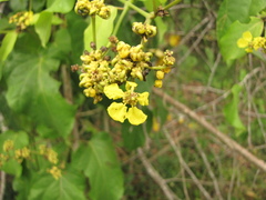 Stigmaphyllon lindenianum