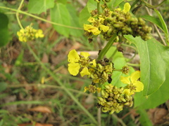 Stigmaphyllon lindenianum