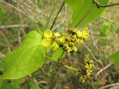 Stigmaphyllon lindenianum