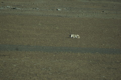 Pantholops hodgsonii