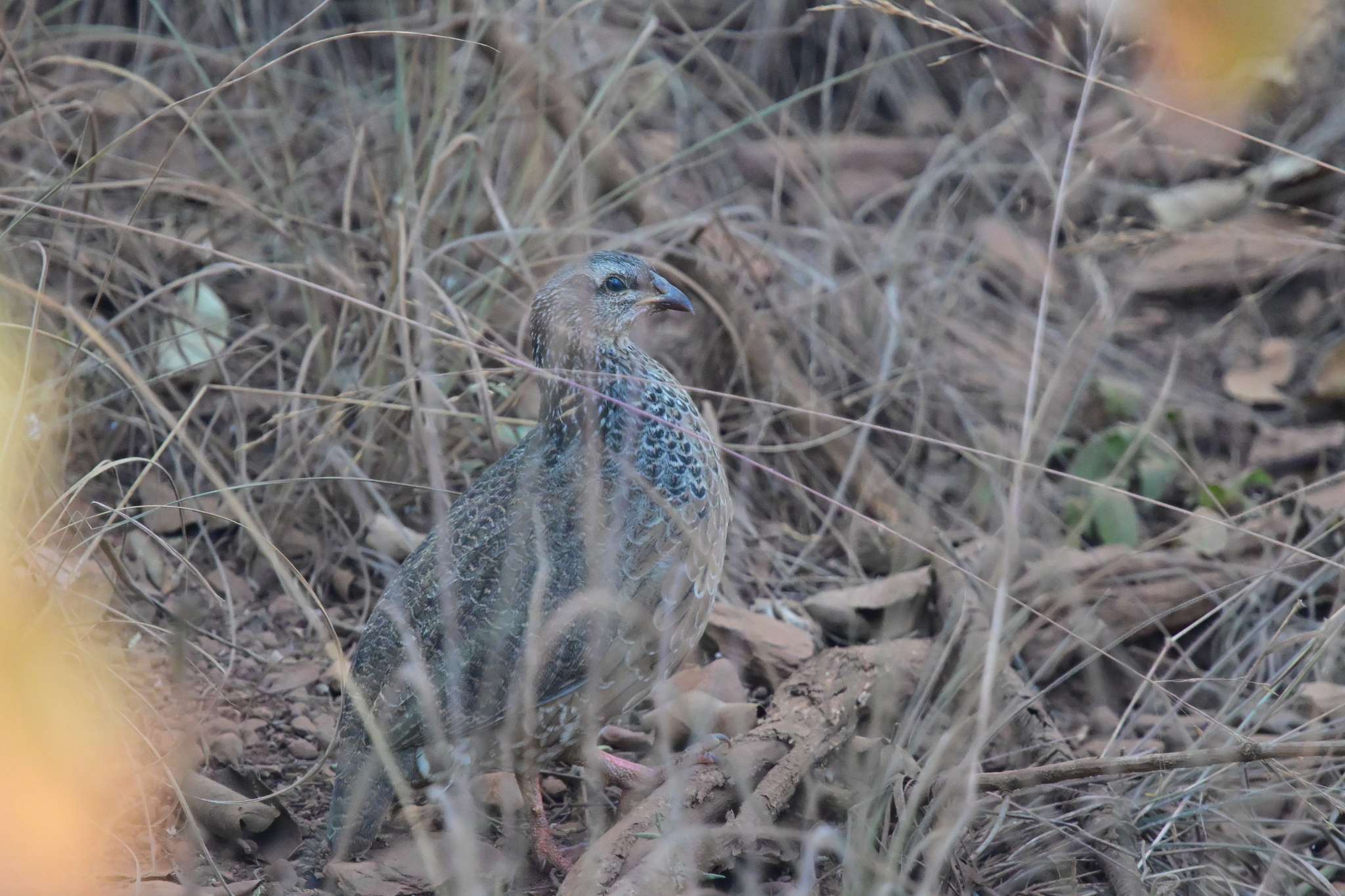 Hildebrandt's Spurfowl (Pternistis hildebrandti), photo 10