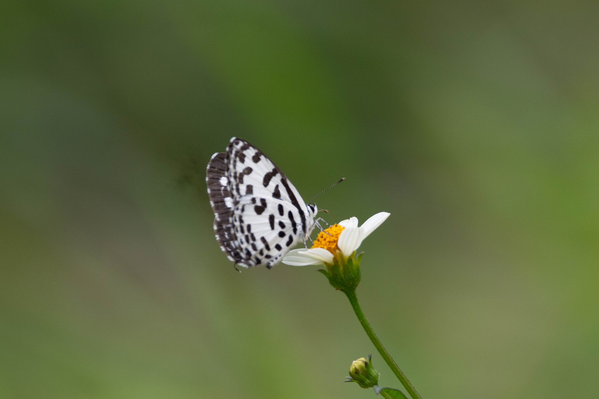 Common Pierrot